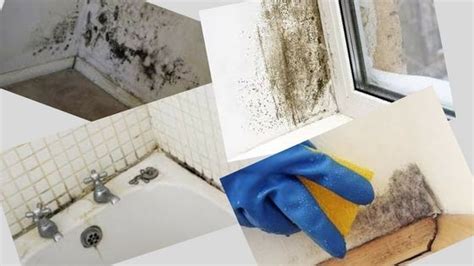Cómo eliminar el moho en las paredes   Reformar tu piso