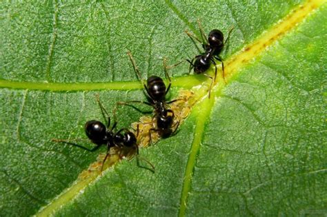 Cómo eliminar las hormigas en las plantas | Plagas en las ...