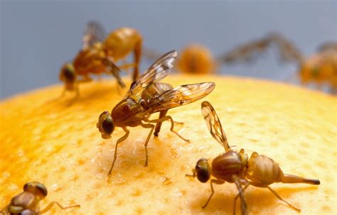 Cómo eliminar las moscas de la fruta con 6 trucos caseros infalibles ...