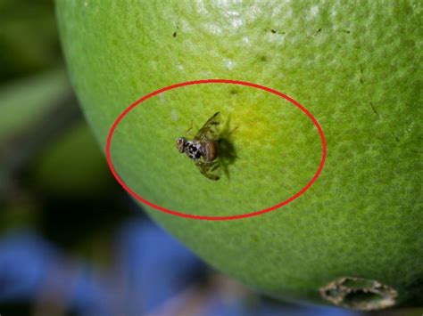 ¿Cómo eliminar las moscas de la fruta en casa? | Salud180