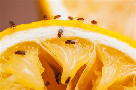 ¿Cómo Eliminar las Moscas y Mosquitos de la Fruta?   Denfor