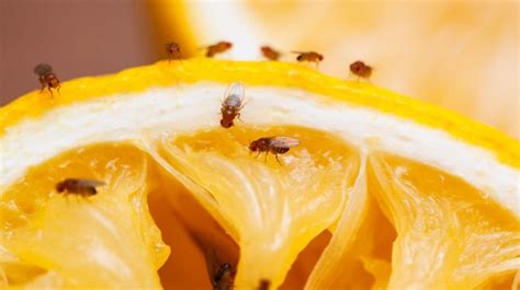 ¿Cómo eliminar los mosquitos de fruta fácilmente?