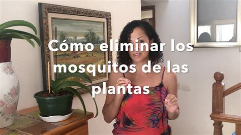 Cómo eliminar los mosquitos de las plantas   YouTube