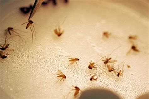 ¿Cómo eliminar los mosquitos de tu casa?