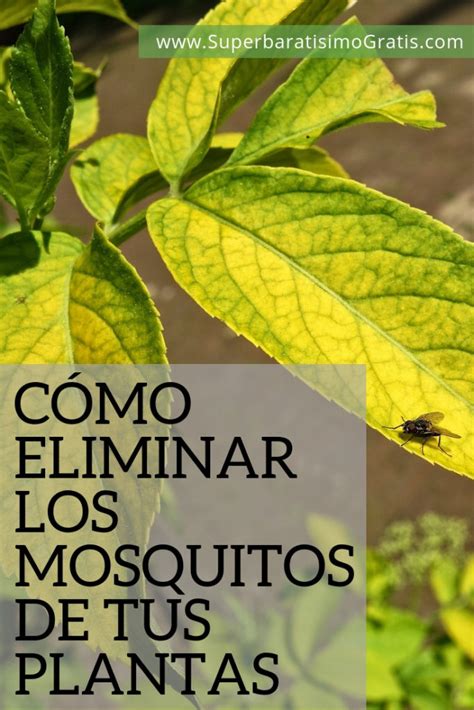 Cómo eliminar los mosquitos de tus plantas | Súper ...