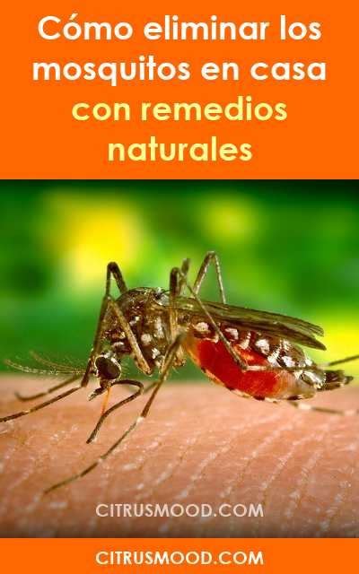 Cómo eliminar los mosquitos en casa con remedios naturales ...