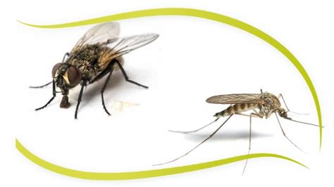 Cómo eliminar moscas y mosquitos con remedios caseros ...