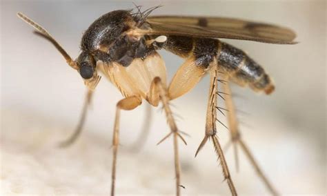 Como eliminar mosquitos de una habitacion | Actualizado septiembre 2022