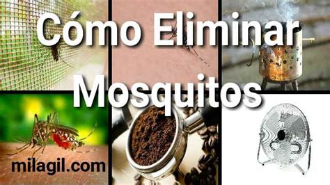 Cómo Eliminar Zancudos mosquitos | Mosquito, Anti mosquito