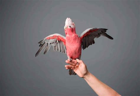 Cómo entrenar a tu pájaro a bailar | Trucos | Loros | Periquitos