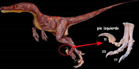 ¿Cómo era realmente el velociraptor, el dinosaurio más ...