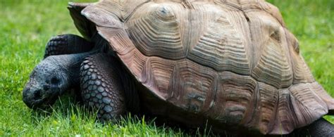 ¿Cómo eran las tortugas en la prehistoria? Llegaban a medir 3 metros