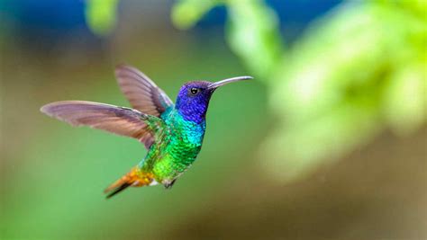 ¿Cómo es la vida de un colibrí? ️ » Respuestas.tips