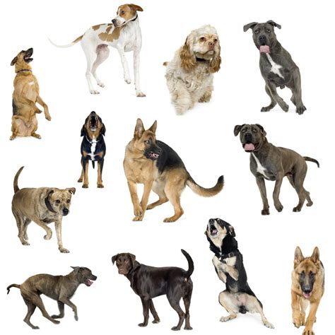 Cómo escoger a la raza de perros ideal   Revista Weepec