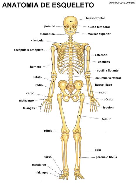 ¿Cómo está constituido el sistema óseo y cuál es su función principal ...