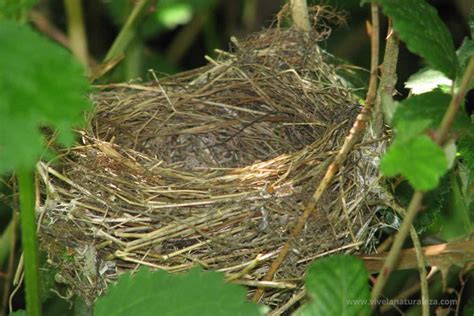 Cómo estudiar, conservar y coleccionar nidos abandonados de pájaros