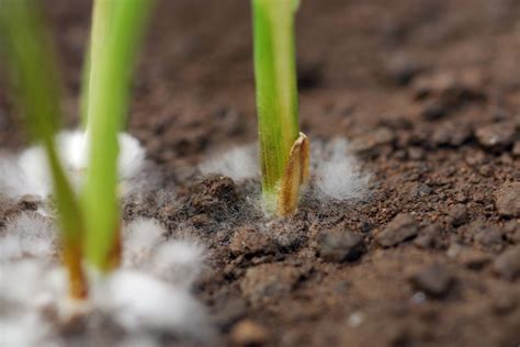 Como evitar el Damping Off al germinar semillas de marihuana ? | Blog ...