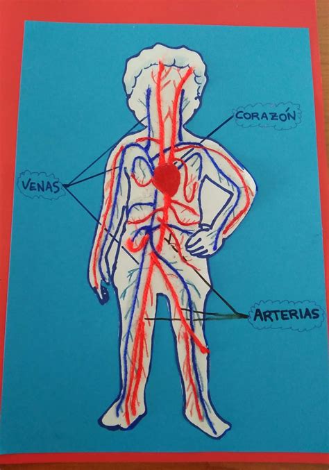 Como explicar el Sistema circulatorio a un niño de 4 años