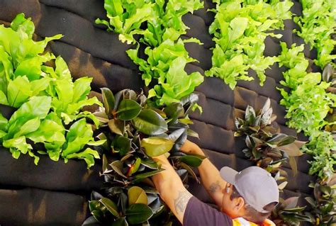 Cómo fertilizar un muro verde | Terranova Lombricultores