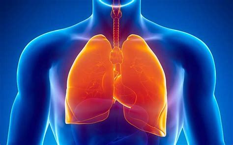 Cómo fortalecer el sistema respiratorio de manera natur...   Noticias ...