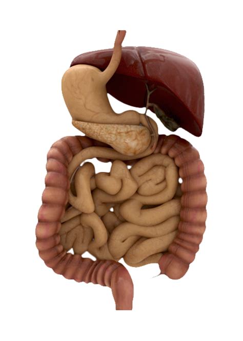 ¿Cómo funciona el aparato digestivo? | Sistema Digestivo