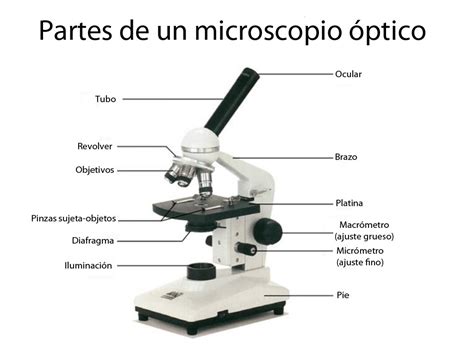 ¿Cómo funciona el microscopio óptico?   Curiosoando