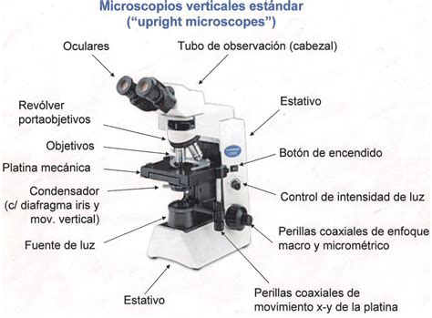 ¿Cómo funciona el microscopio?   Como Funciona Que