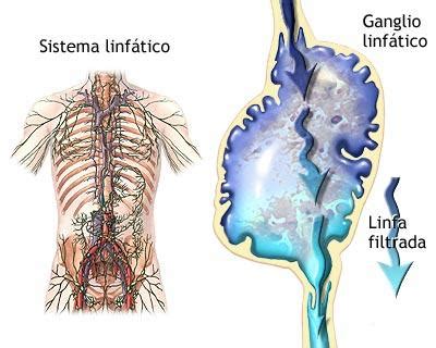 Como funciona el sistema linfático contra el Cáncer | Bio ...