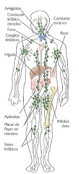 ¿Cómo funciona el sistema linfático? ~ INEVID