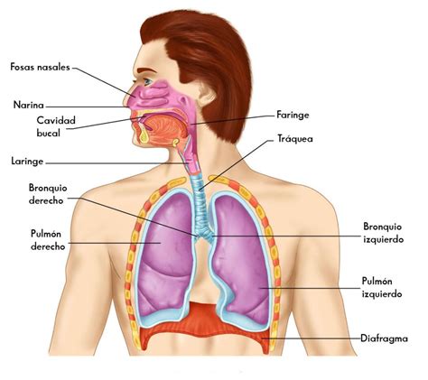 ¿Cómo funciona el sistema respiratorio?