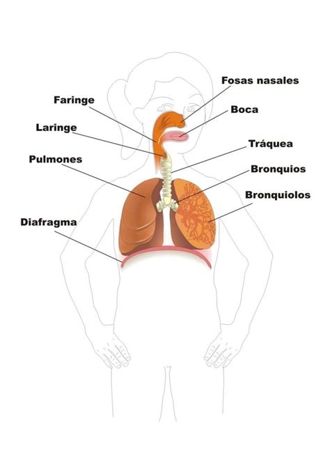 ¿Cómo funciona el sistema respiratorio?