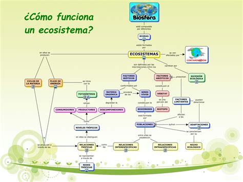 Cómo funciona un ecosistema