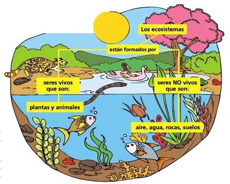 ¿Cómo funciona un ecosistema?   Ecosistemas