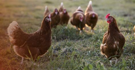 ¿Cómo funciona una granja de gallinas ponedoras?   Molinos ...