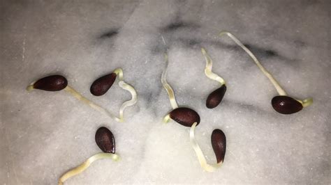 Cómo germinar semillas de manzana de manera fácil y rápida.   La ...