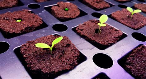 Cómo germinar semillas de Marihuana: Todos los métodos