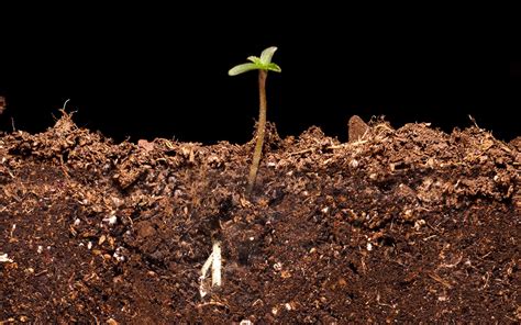 ¿Cómo germinar semillas de marihuana?   BSF Seeds ES