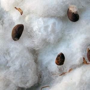 Cómo germinar semillas en algodón   Infoagro