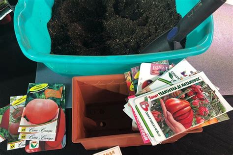 Cómo germinar y plantar de forma rápida y correcta semillas de tomate ...
