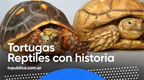 ¿Cómo ha sido la evolución de las tortugas? | Actualizado diciembre 2022