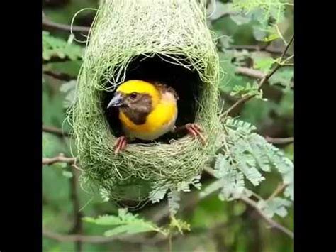 Como Hacen los Nidos las Aves Silvestres   How Do Birds Build Nests ...