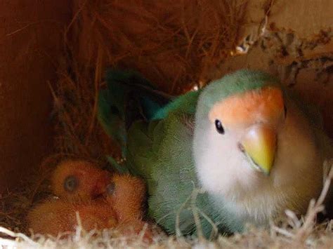 ¿Cómo hacen su nido las aves?   Mis Animales