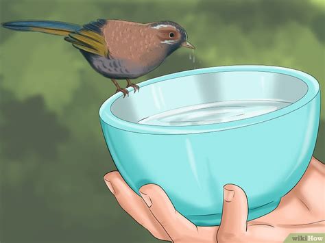 Cómo hacer comida para salvar a un pájaro bebé: 15 Pasos
