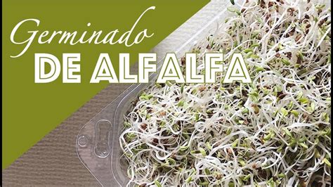 Cómo hacer germinado de alfalfa en casa   YouTube