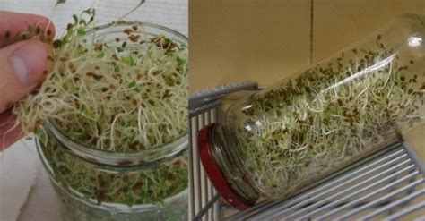Cómo hacer germinar semillas de alfalfa   Ignis Natura