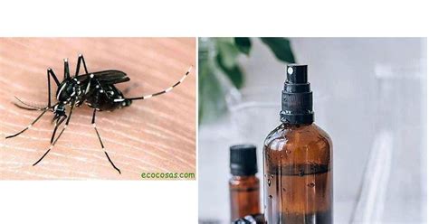 Cómo hacer repelente para mosquitos y otros insectos casero y natural ...
