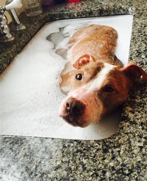 Cómo HACER un Baño de Avena para Perros, ¡te lo contamos! | Wakyma