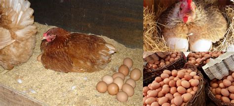 Cómo hacer un nido para gallinas ponedoras con un recolector de huevos