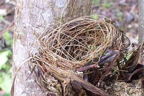 Cómo hacer un nido para pájaros artificial