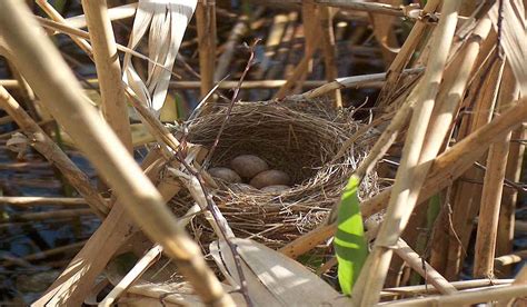 ¿Como hacer un nido para pájaros? | Mascotitas